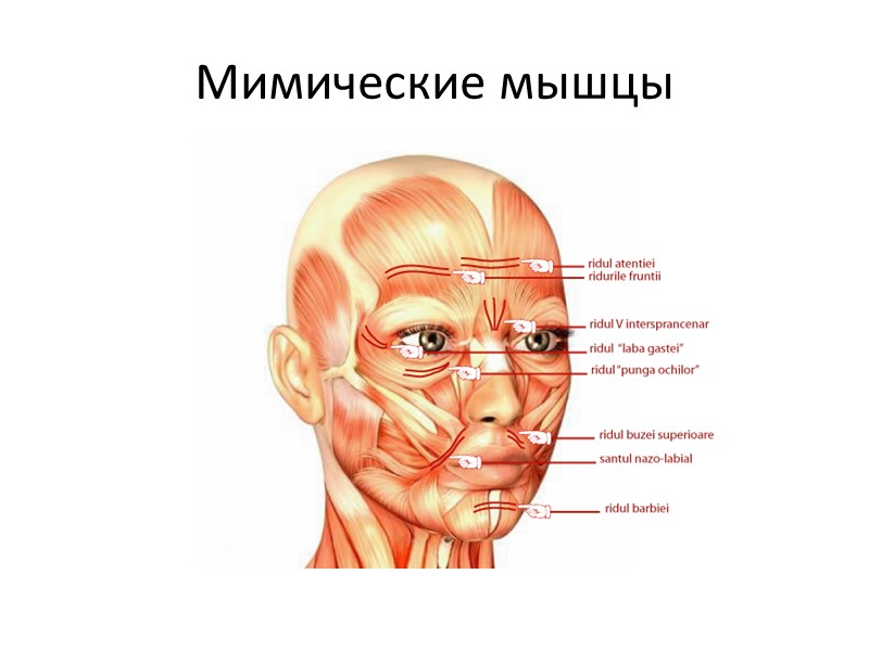 Мимические мышцы